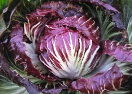 ΣΠΟΡΟΙ RADICCHIO - VASARI - 10000 σπόροι