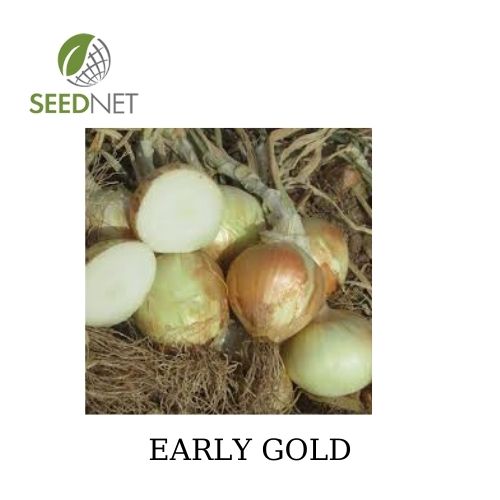 ΞΕΡΟ - ΣΠΟΡΟΙ ΞΕΡΟ ΚΡΕΜΜΥΔΙ EARLY GOLD UNIGEN ΠΑΚΕΤΟ 250.000 ΣΠΟΡΩΝ - 250000 σπόροι