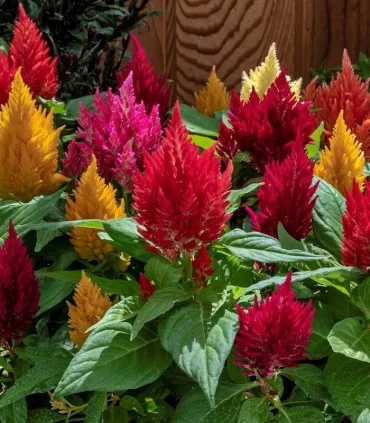Celosia argentea - Celosia Kimono Mix F1 - 1000 σπόροι