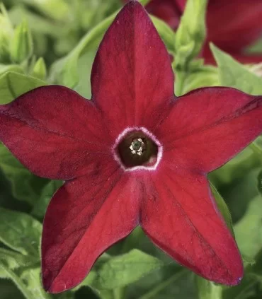 Nicotiana alata - Nicotiana alata- Saratoga Red - 1000 σπόροι
