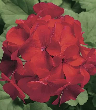 Πελαργόνιο - Pelargonium - Cardinal F1 - 1000 σπόροι