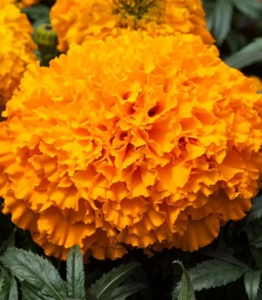 ΚΑΛΕΝΤΟΥΛΑ - Tagetes erecta- Big Top Orange - 250 σπόροι