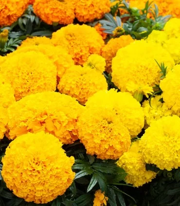 ΚΑΛΕΝΤΟΥΛΑ - Tagetes erecta- Big Top Yellow - 250 σπόροι