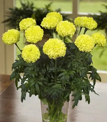 ΚΑΛΕΝΤΟΥΛΑ - Tagetes erecta- Lime Green - 1000 σπόροι