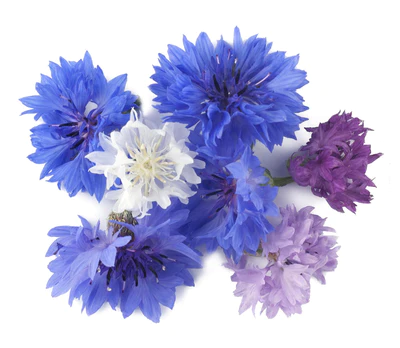 Microgreens - Micro Cornflower Polka Dot Mix - 250GR σπόροι