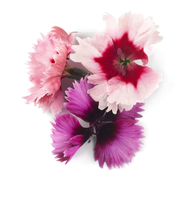 Microgreens - Micro Dianthus Carpet Mix F1 - 1000 σπόροι
