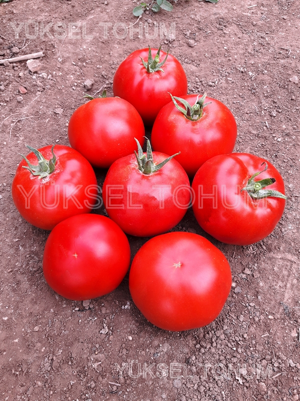 Σπόροι Τομάτας Ekin Beef