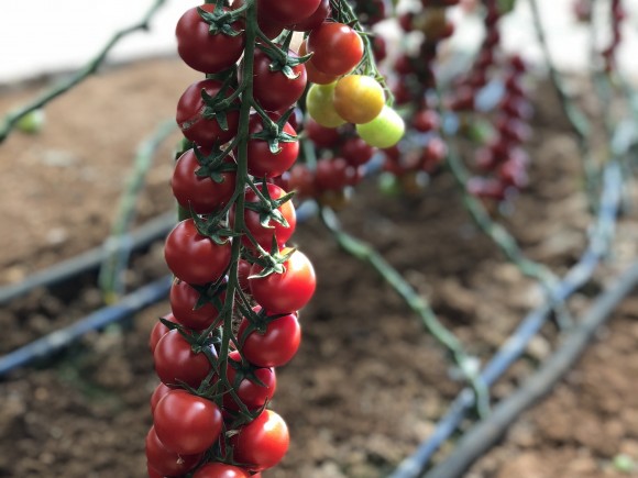 Σπόροι Τομάτας Genio F1 Cherry