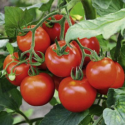ΤΥΠΟΥ CHERRY - Σπόροι Τομάτας Original F1 Cherry - 1000 σπόροι