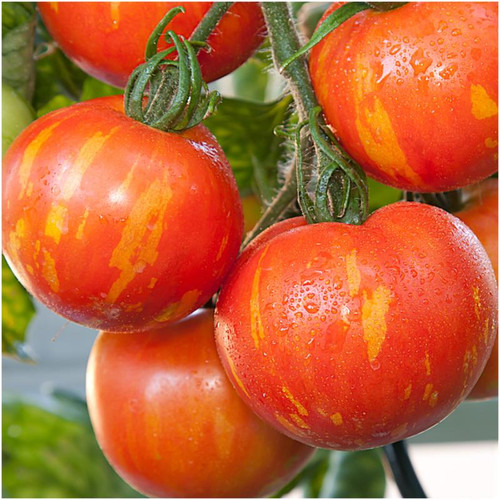 ΤΥΠΟΥ CHERRY - Σπόροι Τομάτας Sun Zebra Red F1 Cherry - 1000 σπόροι
