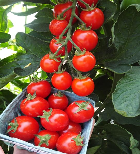 Σπόροι Τομάτας Suncherry Pure (TSX-103) F1 Cherry