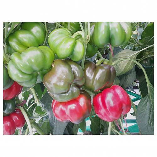 Gogorez Pepper Seeds Blocky Green Red - 1000 seeds
