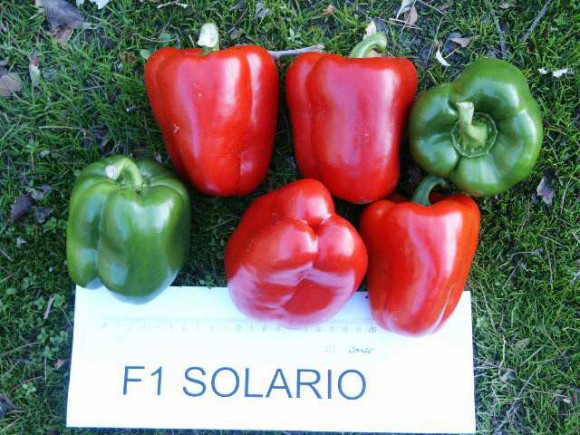 Σπόροι Πιπεριάς Solario 1000 σπόροι