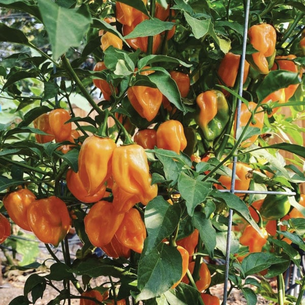 Σπόροι Πιπεριάς Habanero Orange Καυτερή 500 σπόροι