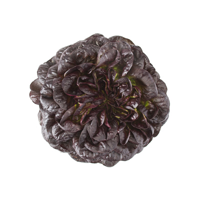SALANOVA-MULTILEAF TYPE - Σπόροι Μαρουλιού Barlach/Klee Salanova - 5000 σπόροι