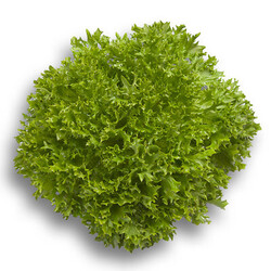 SALANOVA-MULTILEAF TYPE - Σπόροι Μαρουλιού Expertise Salanova - 5000 σπόροι