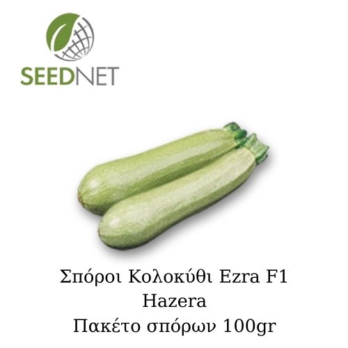 ΚΑΝΟΝΙΚΑ - Σπόροι Κολοκύθι Ezra F1 Standard - 500 σπόροι
