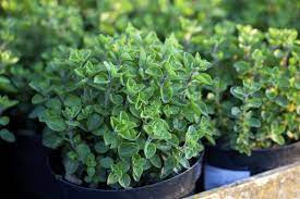 ΡΙΓΑΝΗ - OREGANO GREEK - 50 gr. σπόροι