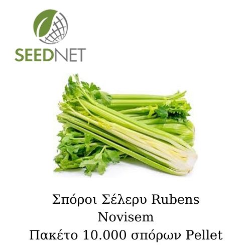 ΣΠΟΡΟΙ ΣΕΛΕΡΥ - Σπόροι Σελινόριζας Rubens (P) - 10000 σπόροι