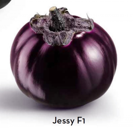 SPECIALITIES - Σπόροι Μελιτζάνας Jessy F1 Ειδικού Τύπου - 1000 σπόροι