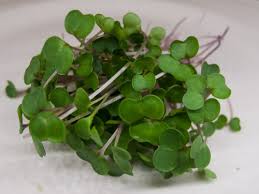 ΣΠΟΡΟΙ MICROGREENS-ΦΥΤΡΕΣ - Σπόροι Kale Microgreens-Φύτρες - 1KG σπόροι