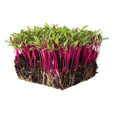 ΣΠΟΡΟΙ MICROGREENS-ΦΥΤΡΕΣ - Σπόροι Κόκκινο Παντζάρι Microgreens-Φύτρες - 1KG σπόροι