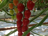 Σπόροι Τομάτας TB-8016 F1 Cherry