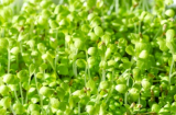 Chicory Αντίδι Microgreens σπόροι 500g