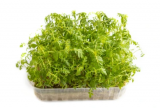 Σπόροι Microgreens Marigold 500g