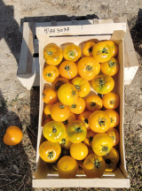 Σπόροι Τομάτας Yellow Donut 1000 σπόροι