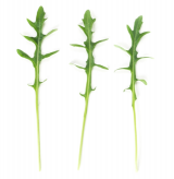 Σπόροι Ρόκας Sinope F1 5.000.000 σπόροι