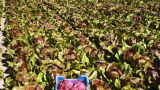 Σπόροι Radicchio Indigo F1 10.000 σπόροι