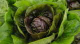Σπόροι Radicchio Raffaello F1 10.000 seeds