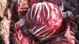 Σπόροι Radicchio Canaletto F1 10.000 σπόροι