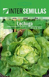 LECHUGA INTERSEMILLAS_ROMANA TYPE LETTUCE VALLADOLID