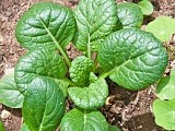 Σπόροι Baby Leaves Tatsoi F1