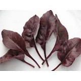 Σπόροι Baby Leaves Bulls Blood Verano F1