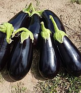 Σπόροι Μελιτζάνας Canna F1 1000 σπόροι