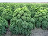 Σπόροι Kale Oldenbor F1 2500 σπόροι