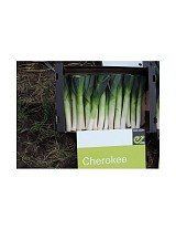 Σπόροι Πράσου Cherokee F1 10.000 σπόροι