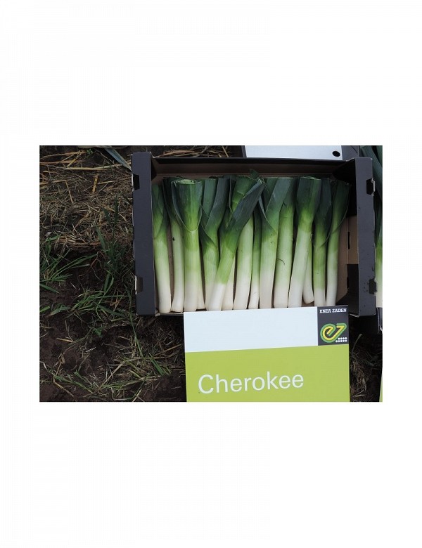 Σπόροι Πράσου Cherokee F1 10.000 σπόροι