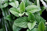 MINT- 50g