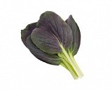 RED PAK CHOI
