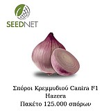 Σπόροι Κρεμμυδιού Canira F1 Hazera Πακέτο 100.000 σπόρων