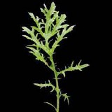 Σπόροι Baby Leaves Golden Streak F1
