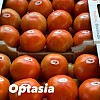 Σπόροι Τομάτας Optasia F1 1000 σπόροι