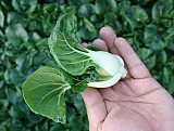 Σπόροι Pak Choi BV 158 F1