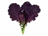 Σπόροι Baby Leaves Crimson Red F1