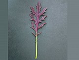 Σπόροι Baby Leaves Ruby Streak F1