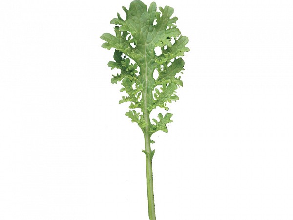 Σπόροι Baby Leaves Mustard Golden Frill F1